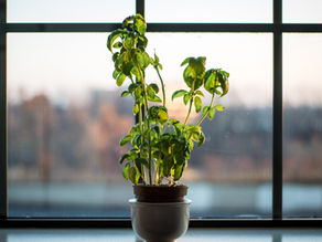 A Guide to Repotting a Pot Plant