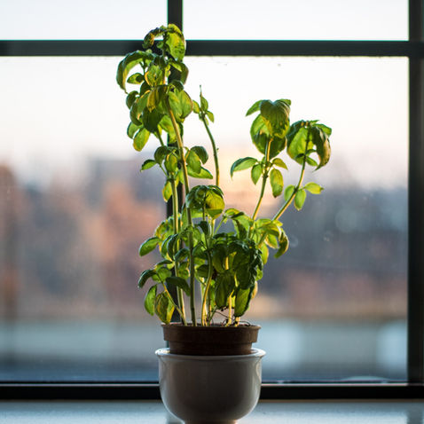 Modern Gardening