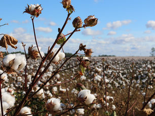 From Cotton Fields to Agroecology Villages: SAN Members Drive Change This Week