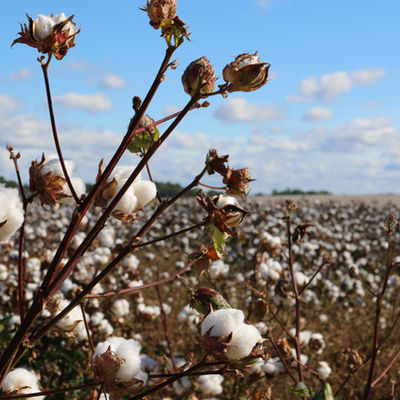 Cotton Planting Underway with Promising Season Ahead