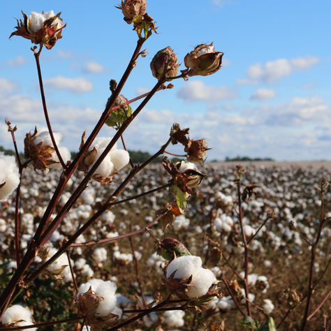 Origin Verification Firm Oritain Raises $57 Million to Expand its Traceability Solutions