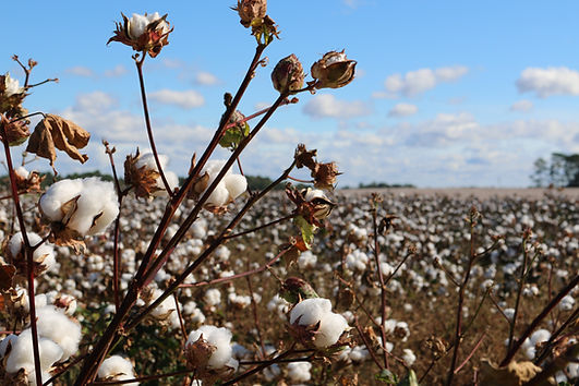 A field of cotton