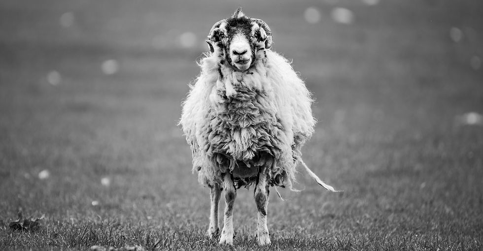 sheep