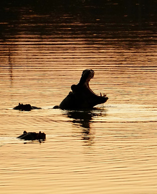 Image by Alexa Kaminsky