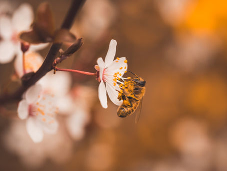 A bee on a flower taking the nectar out of it