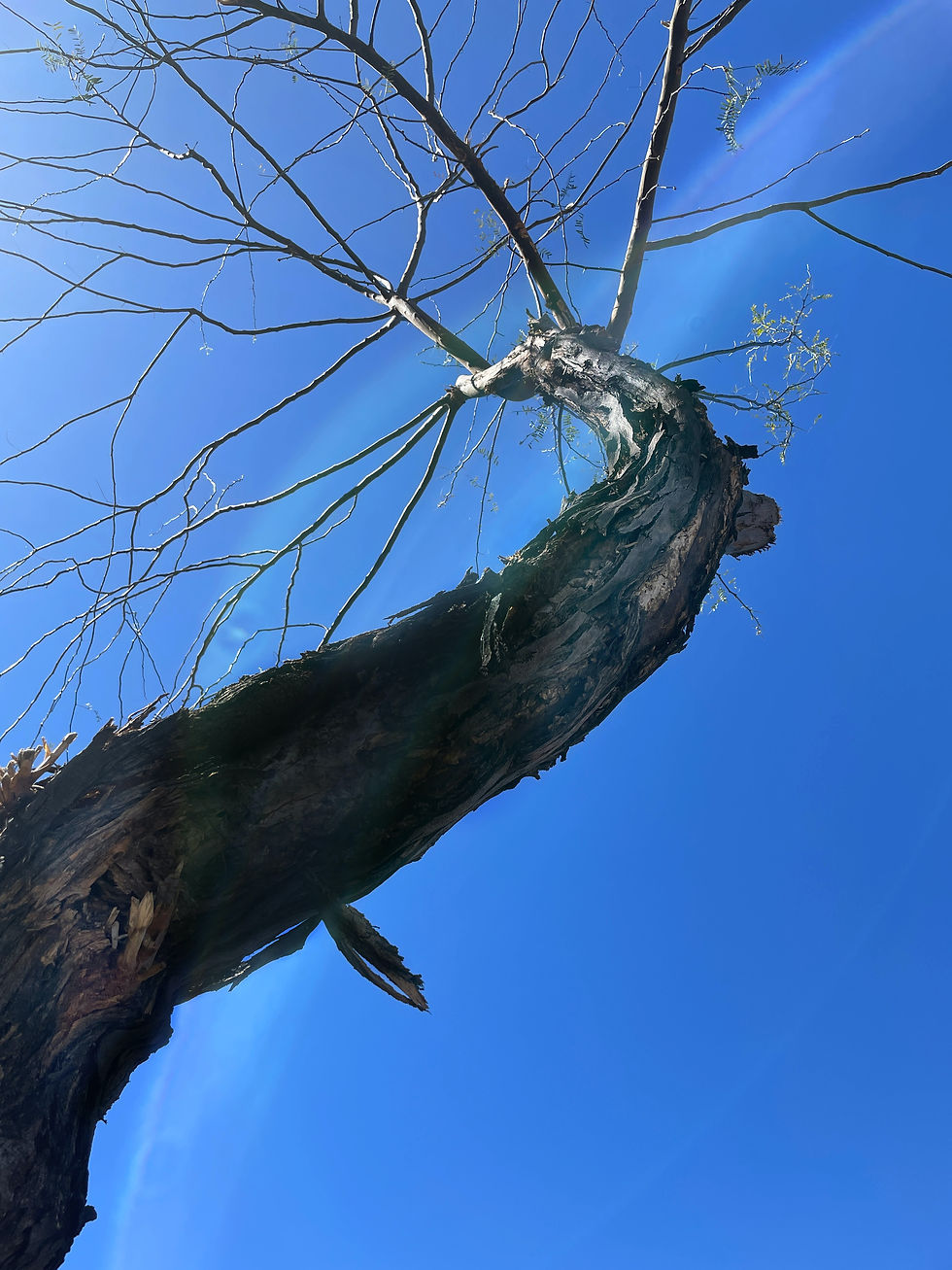 tree without leaves