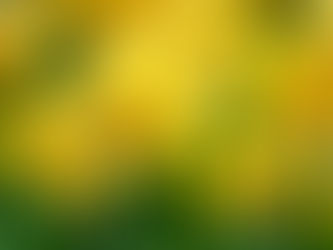 Wisdom of Daffodils