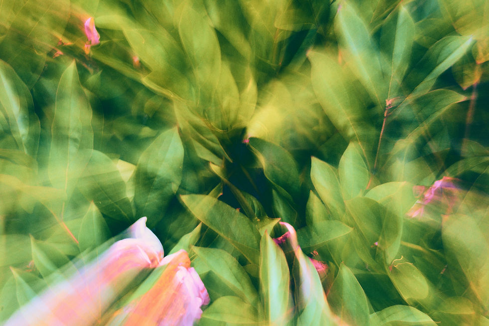 Image by Cody F