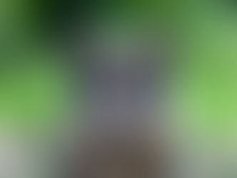 Are dogs domesticated wolves? Do dogs have a dominance hierarchy?