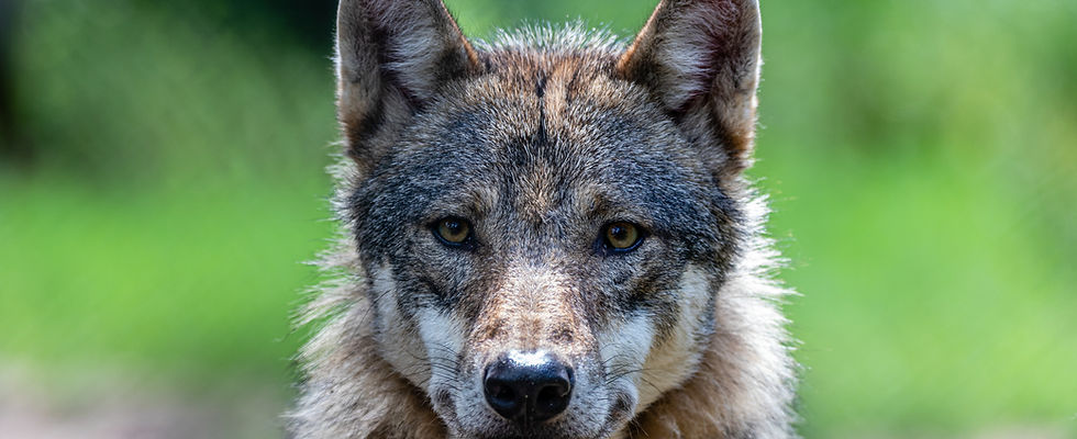 Image by Mario Losereit