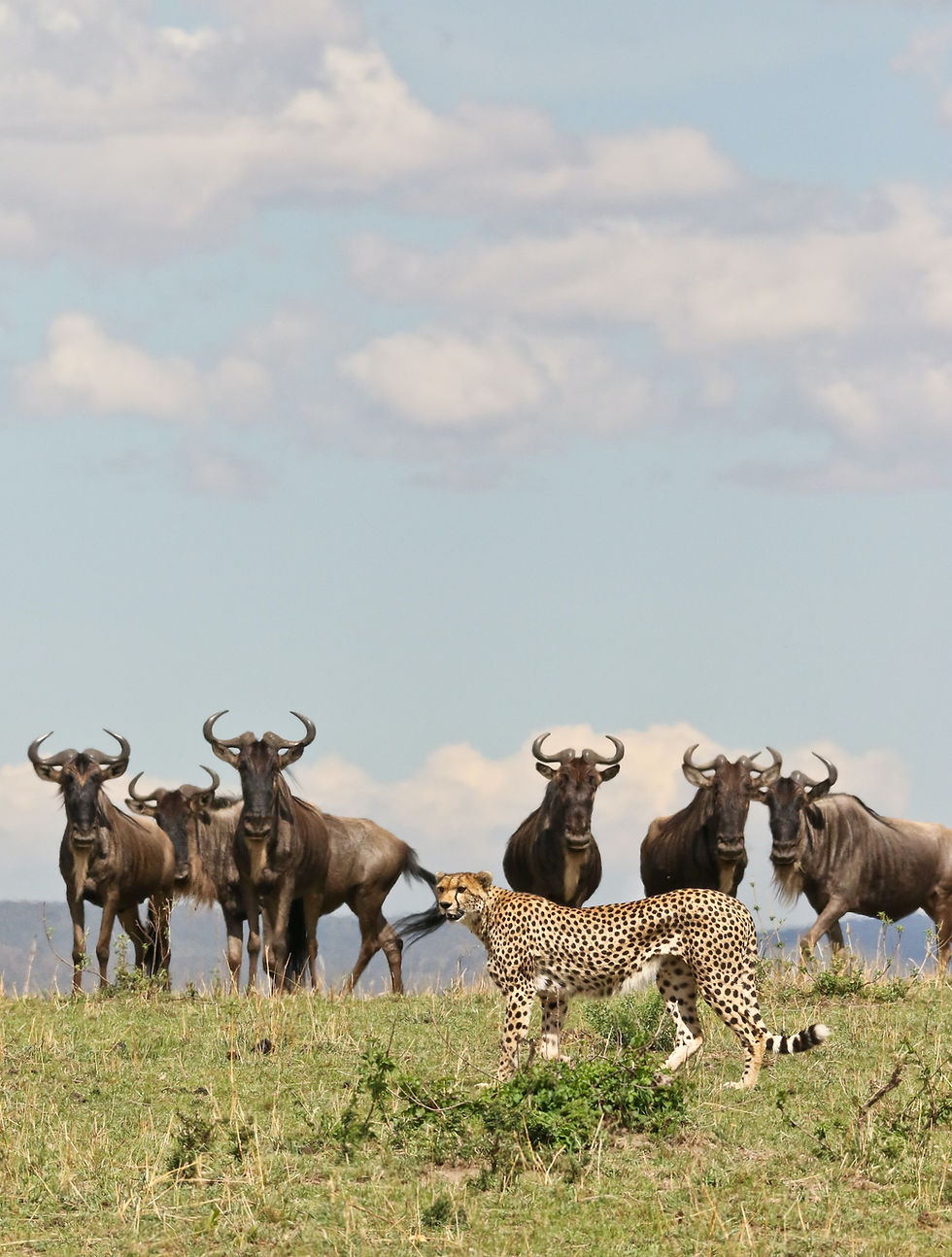 8-Day Tanzania Safari | Tarangire, Ngorongoro, Tarangire safari | Kanje Grand Tours