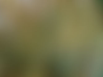 Nuevas reglas PCT para mejores búsquedas