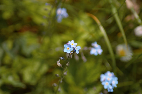 Image by Anuja Tilj