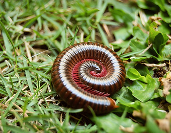 millipedes-kansas-pest-control