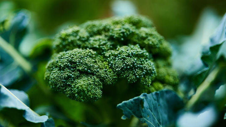 Broccoli 西兰花 xi lan hua