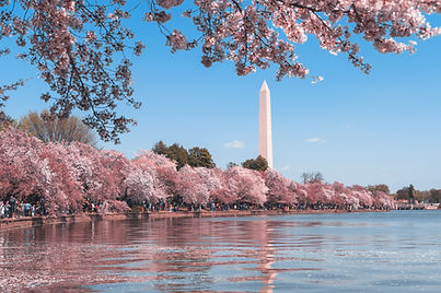 cherry blossoms and Washington DC landscape