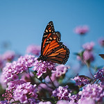Image by Justin DoCanto