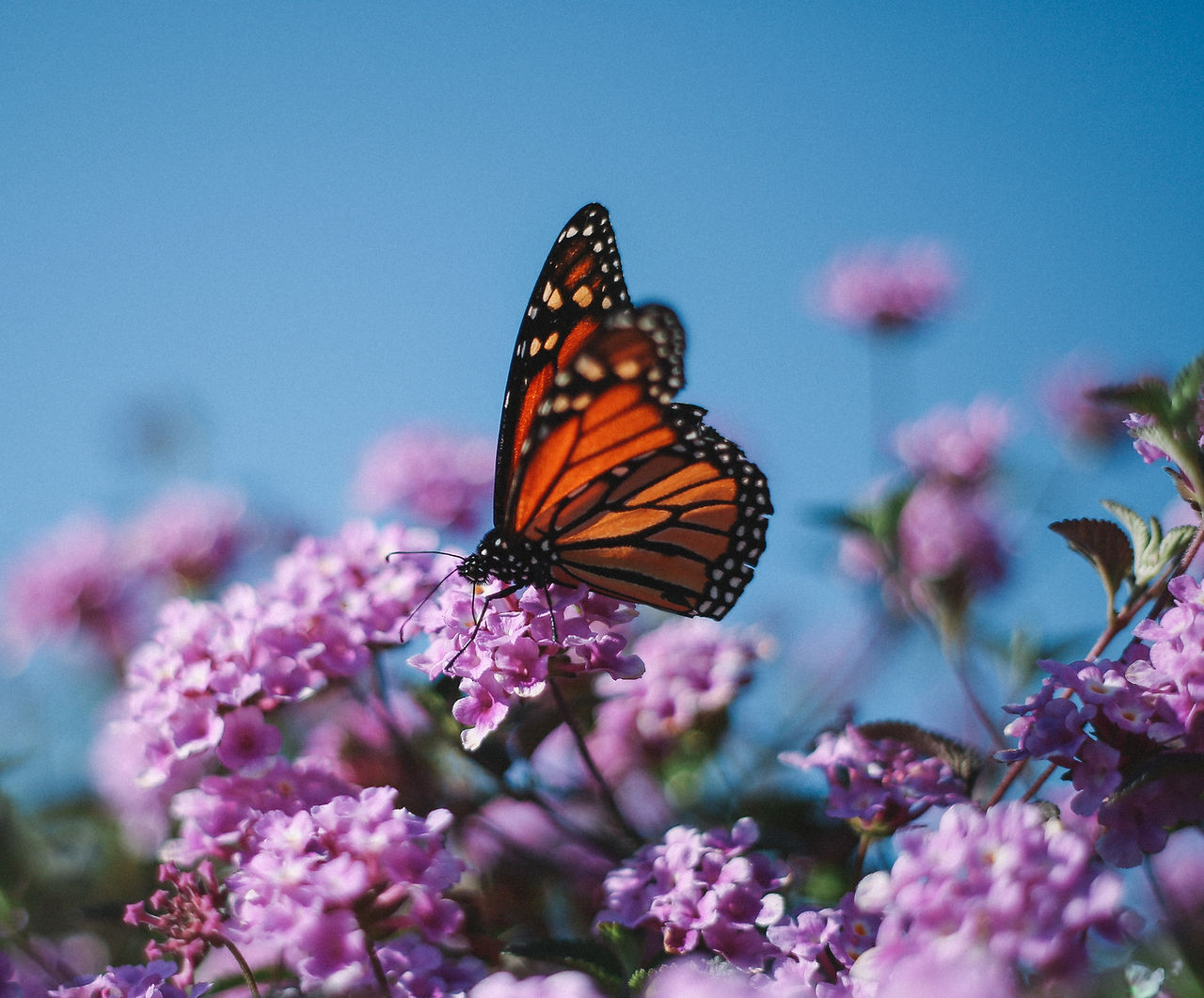 Image by Justin DoCanto