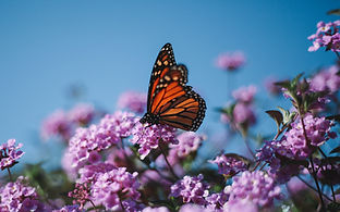 Image by Justin DoCanto