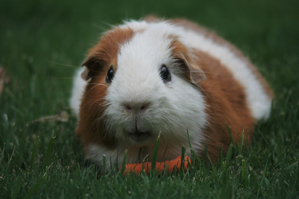Guinea pigs
