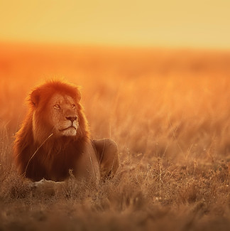 Image by Keyur Nandaniya