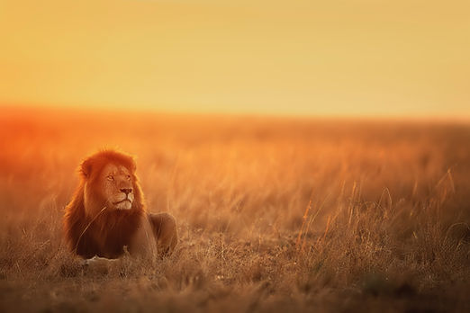 Image by Keyur Nandaniya