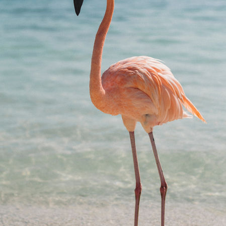 Be a flamingo: Stand out during student teaching