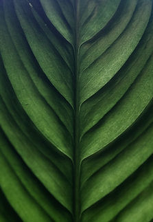 Aesthetic Leaf