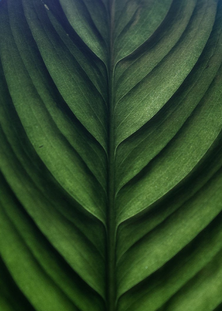 Image by Ira E