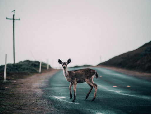 Teen Injured in Thomas County Crash While Avoiding Deer