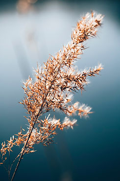 Image by Markus Spiske
