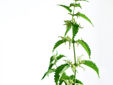 Net-of-needles: stinging nettles for repair and healing