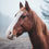 Thumbnail: Horses Joint Welfare