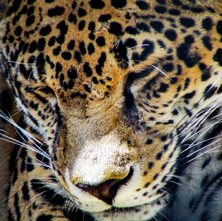 Image of sad cheetah in captivity
