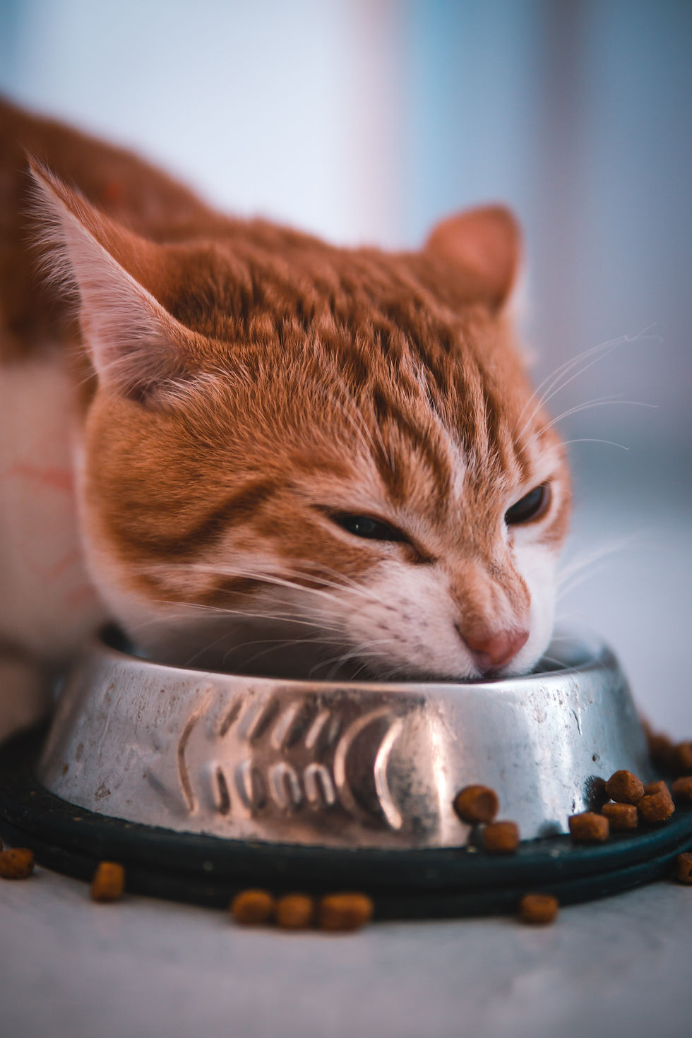 Les changements de comportement chez le chat - Boules de Poils