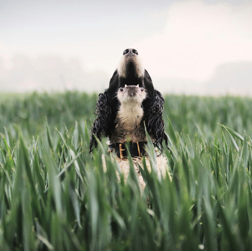 Why Dogs Bark: Understanding What Your Pup is Trying to Say