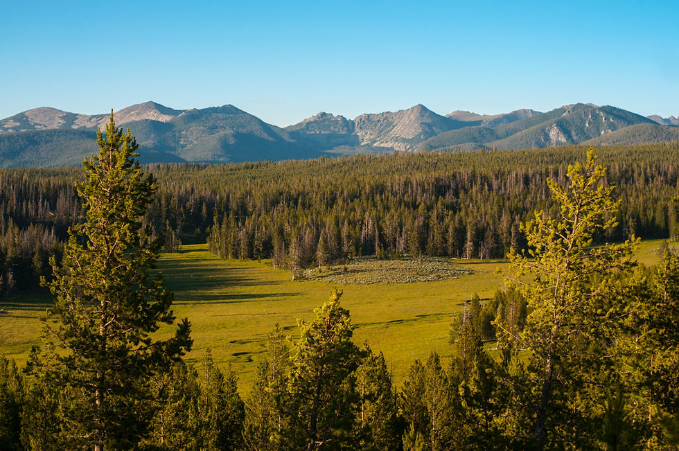 Lamar Valley Yellowstone National Park with golden meadows pine forest and rugged mountain peaks under blue sky near Billings Montana