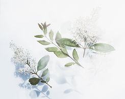 Image by Evie S.