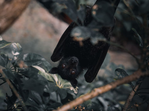 Top 5 Amazing Facts About Bats!