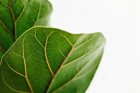 green leaf