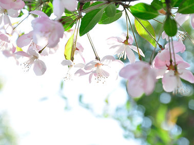Image by Sakura