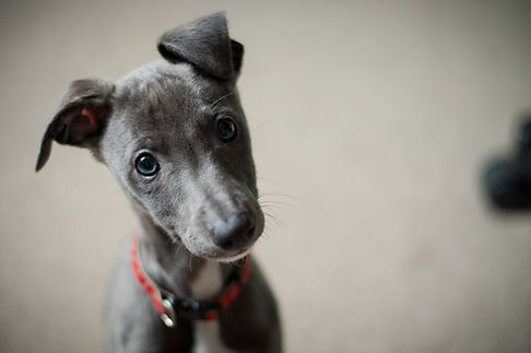 Cute puppy looking at camera with Village Pups pet sitting in Carmel