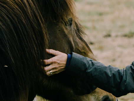 Hooves and Hearts: Navigating the Path of Psychological Transformation with Equine Partners