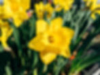 Daffodil