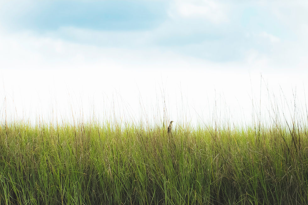 Grassy field midday near Stanley Communities’ mobile home parks in Cankton, LA, offering homes for sale, rentals, and lots.