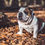 Thumbnail: The English Bulldog eBook -English Bulldog Puppies - Bit bul dog
