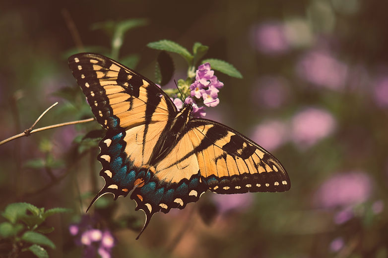 Image by Scott Carroll