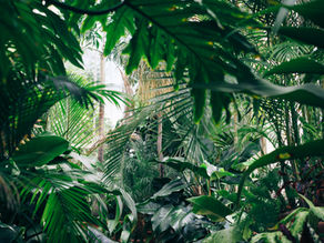 Andiroba: Hidden Gem from the Amazon