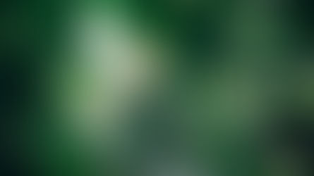 A Kiss from Rose | Revealing Season