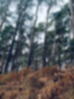 Image by Freddie Cawthra